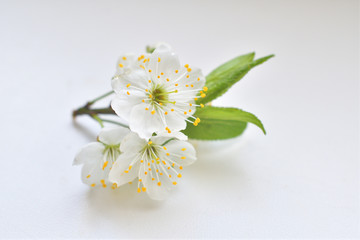 Fototapeta na wymiar Full blooming of cherry tree on white background.