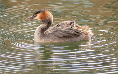 great crested grebe with chick on lake