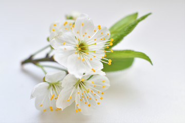 Obraz premium Full blooming of cherry tree on white background.