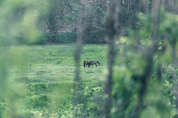 Horse is eating green grass on a farm around the forest. 