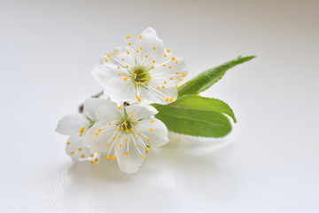 Full blooming of cherry tree on white background.