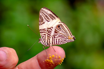 Stock Image butterfly at your fingertips        - Powered by Adobe