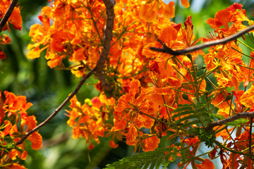 Flamboyant Orange