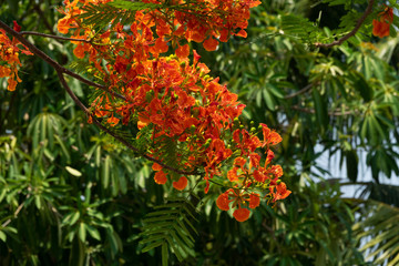 Flamboyant Orange