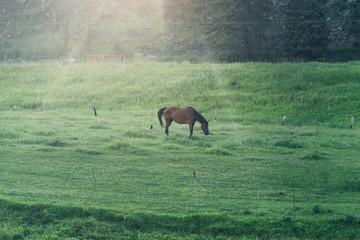 Horse is eating green grass on a farm around the forest. 