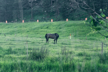Fototapeta premium Horse is eating green grass on a farm around the forest. 