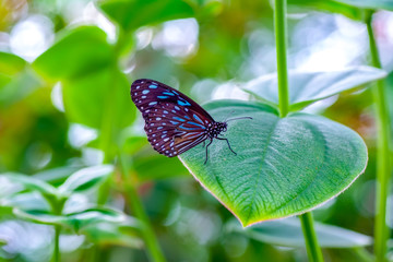 Closeup   beautiful butterfly sitting on flower.