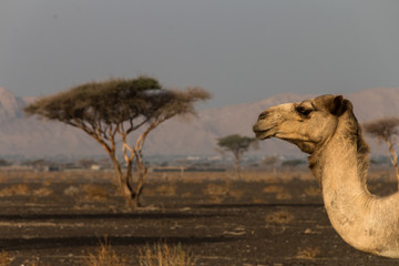 Kamelkopf in Steinwüste in den Vereinigten Arabischen Emiraten