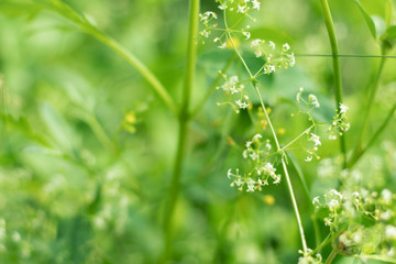 green grass with water drops