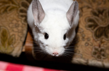 White chinchilla is sitting on the sofa. Cute home pet.
