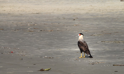 Schopfkarakara am Strand in Brasilien