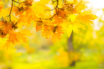 Yellow leaves on a tree. Yellow maple leaves on a blurred background. Golden leaves in autumn park. Copy space
