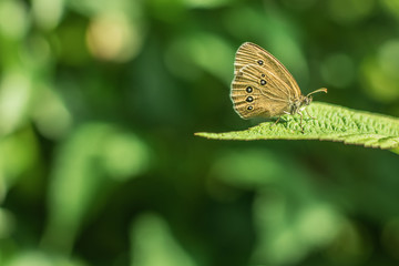 butterfly on a leaf