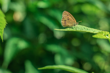 butterfly on a leaf