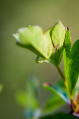 Macro, Details einer Raupe, Schmetterlingsraupe