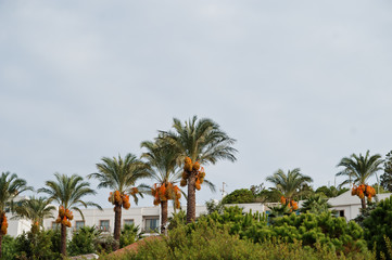 Fototapeta na wymiar Palm trees with ripe dates at Bodrum, Turkey.