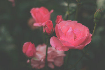 pink rose in the garden