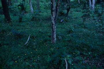 firefly flying in forest at dusk in Thailand