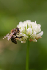 Bee sitting on white blossom