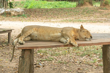 Female elder lion sleeping on the bench.