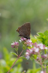 Blue brown butterfly on pink tiny flowers