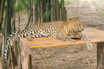 Leopard lay on the bench.