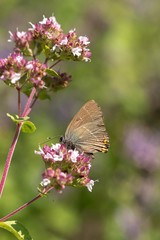 Brown blue butterfly on pink flowers