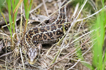 Zauneidechse im Versteck