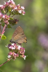 Brown butterfly with green background