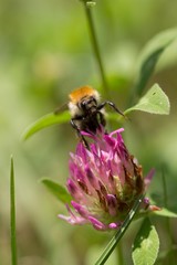 Bee flying to pink flower