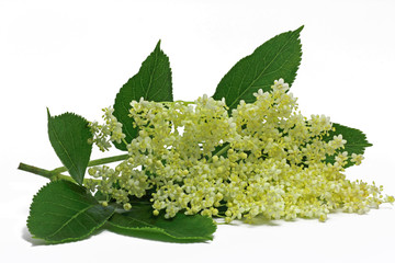 holunderblüte (Sambucus)