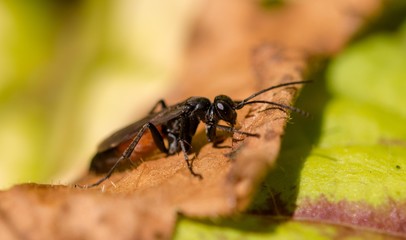 Black insect macro