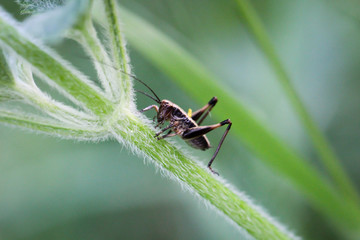 Grashüpfer im Grünen