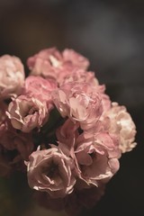 Fototapeta premium Roses with grey vintage background