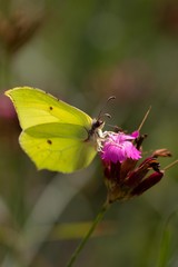 Yellow butterfly on pink blossom