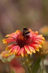 Bee at red yellow flower