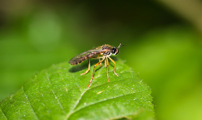 Fliege oder Mücke auf einem Blatt