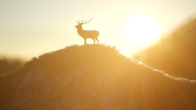 deer male in mountain forest at sunset