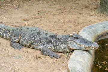Crocodile resting at pond edge.