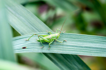 Grashüpfer im Grünen