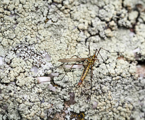 Snake, Insekt auf Moos