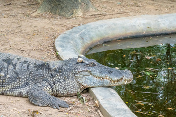 Crocodile resting at pond edge.