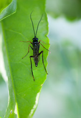 Insekt unter einem Blatt