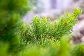 drops of dew on the bright branches of pine needles