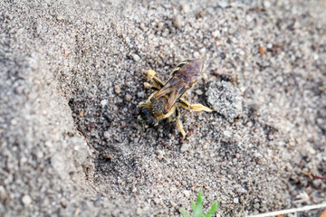 Biene am Eingang zu ihren unterirdischen Bau
