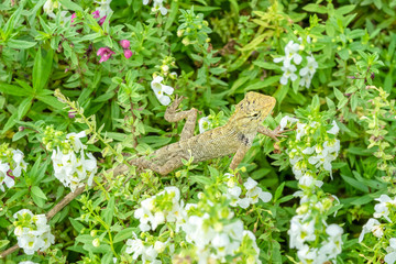 Lizard on the flower plants.