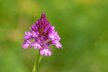 Spitzorchis - Orchideen