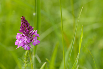 Spitzorchis - Orchideen