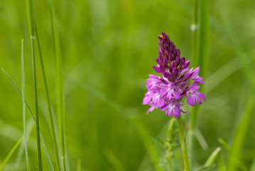 Spitzorchis - Orchideen