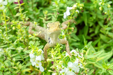 Lizard on the flower plants.